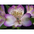 Alstroemeria - Lavander (SA) (bunch of 10 stems)